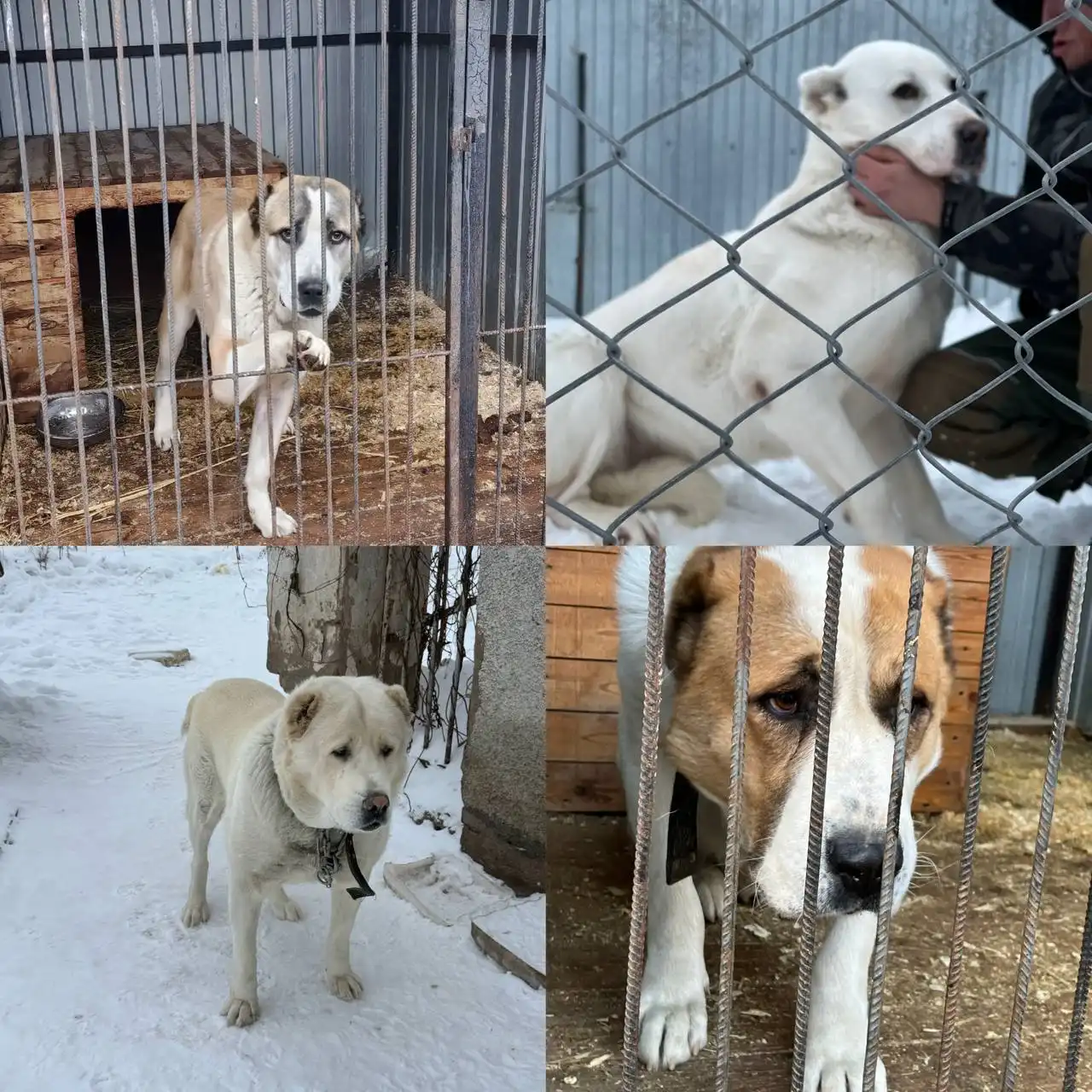 Поиск дома для алабаев