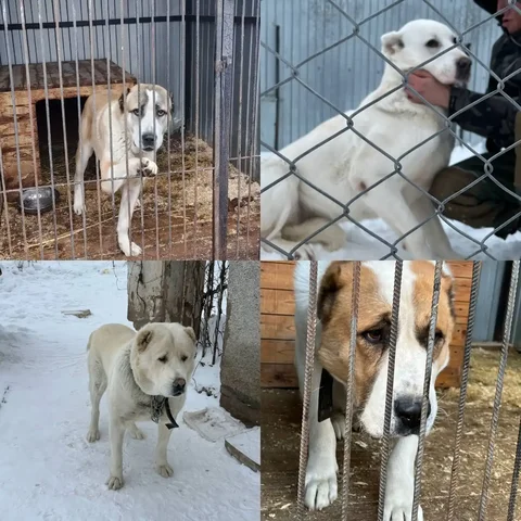 Поиск дома для алабаев - Животные в Тюмень
