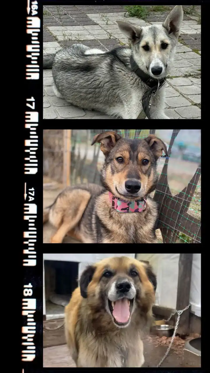 Щенки, подростки, взрослые собаки ждут Хозяев