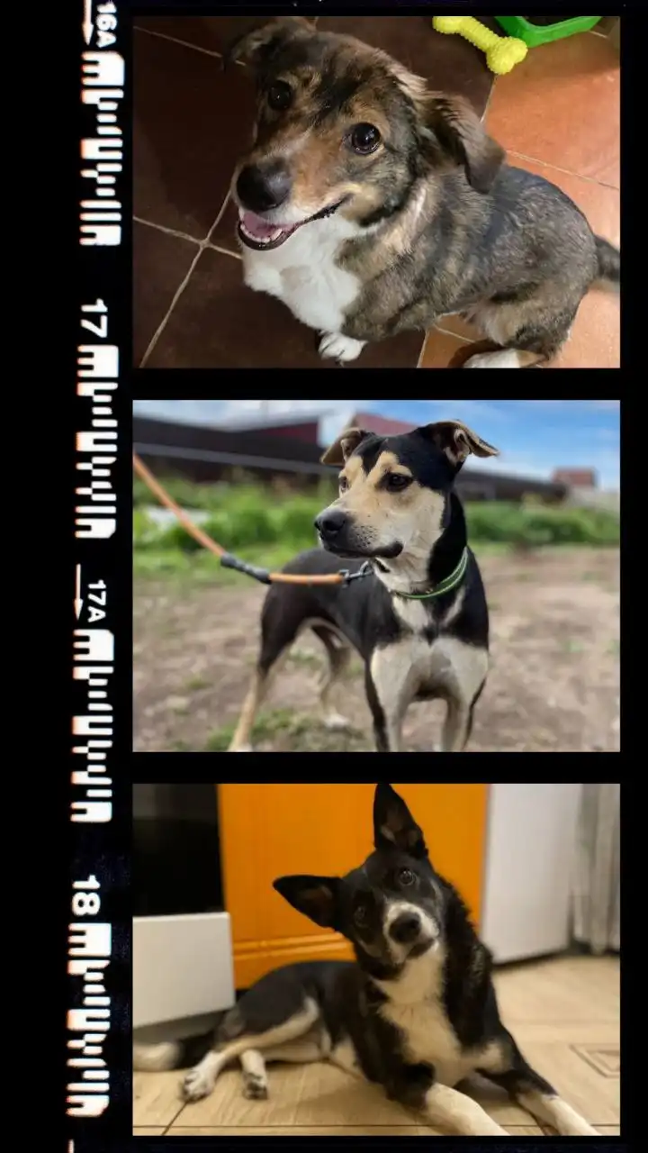 Щенки, подростки, взрослые собаки ждут Хозяев