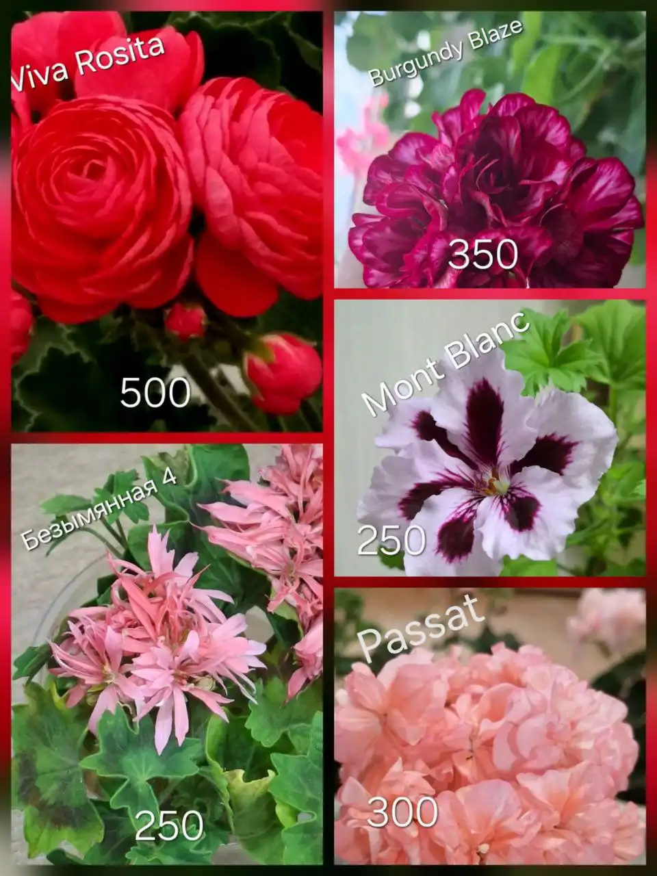 Продажа укорененных черенков пеларгоний