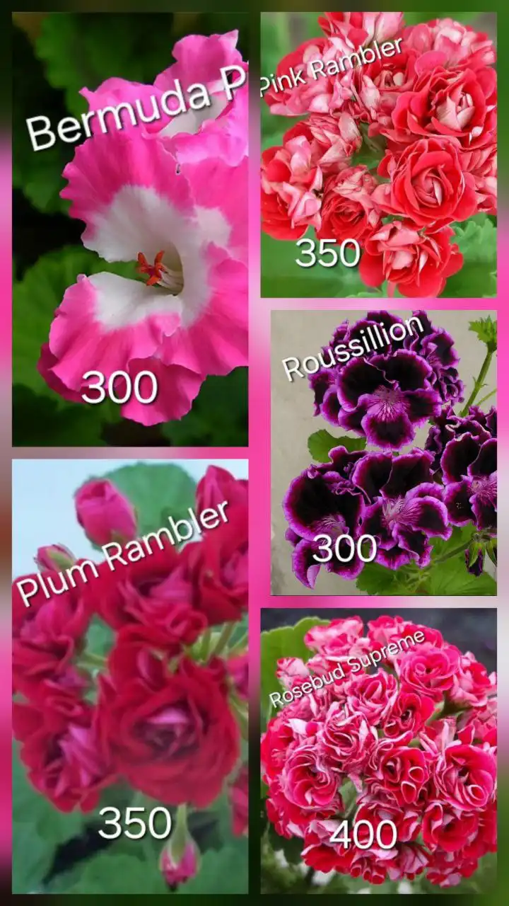 Продажа укорененных черенков пеларгоний