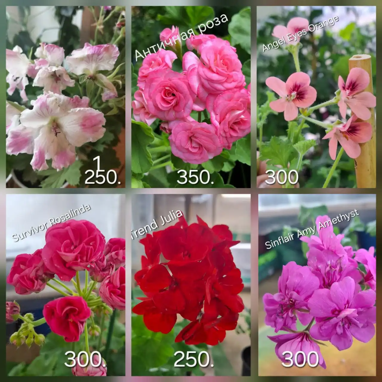 Продажа укорененных черенков пеларгоний