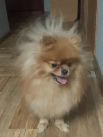 Продаётся шпиц 2 года девочка с документами и родословной - Животные в Тюмень