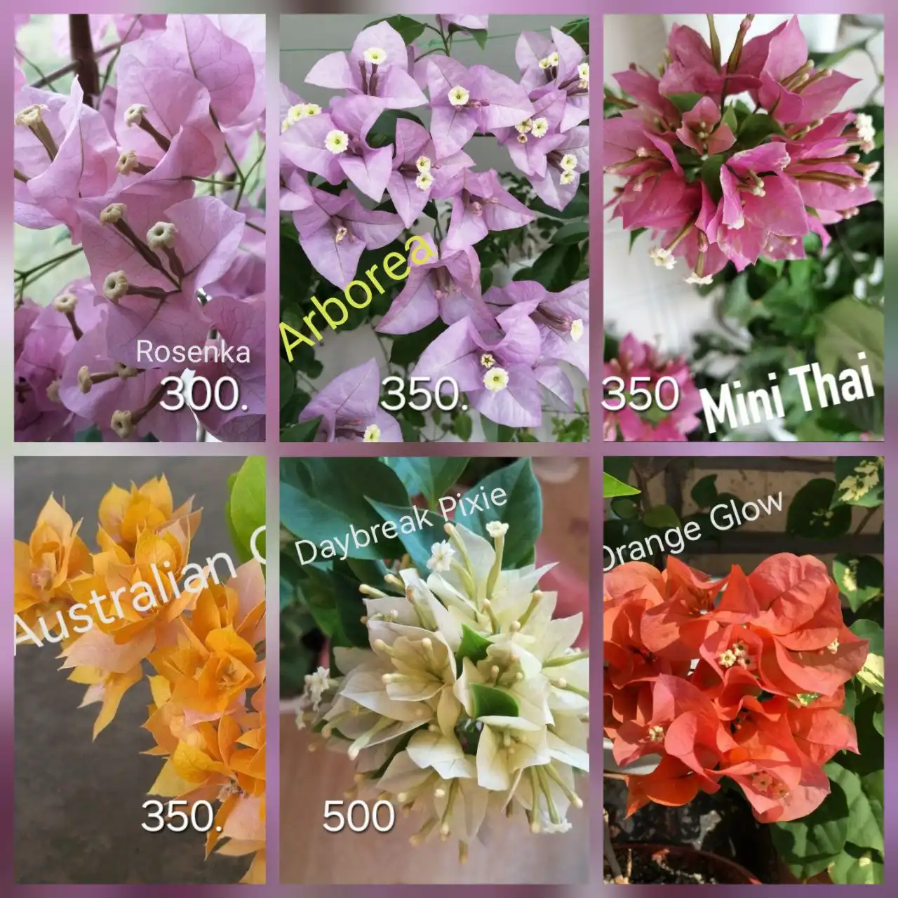 Распродажа бугенвиллии в Тюмени