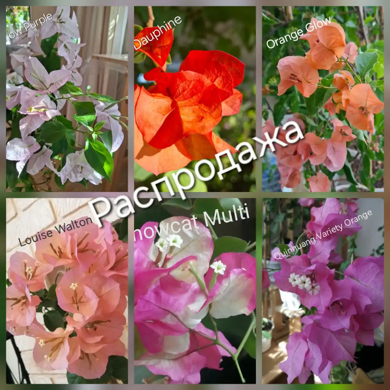 Распродажа бугенвиллии в Тюмени