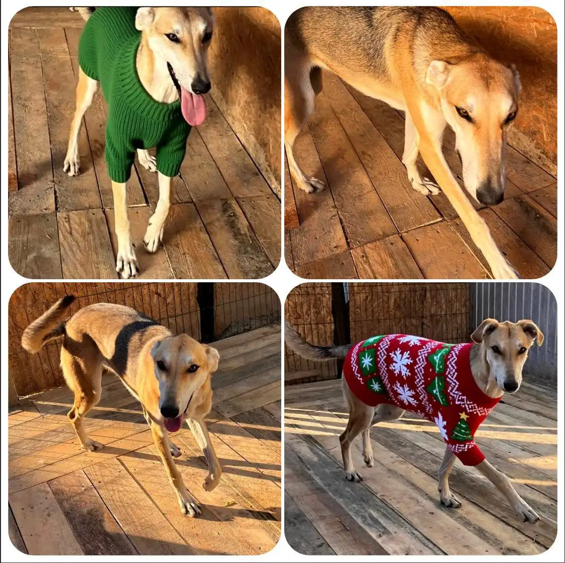 Щенок борзой Зена, 1 год, стерилизована, привита