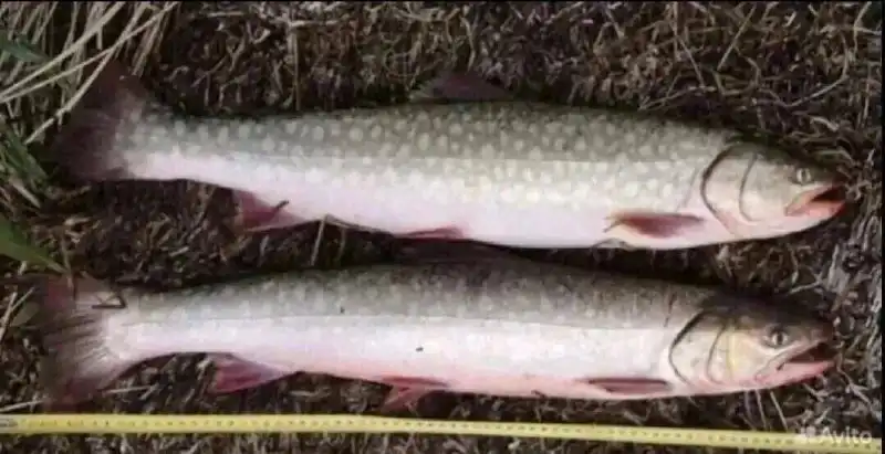 Продажа кунджи дальневосточной неразделанной