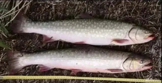 Продажа кунджи дальневосточной неразделанной - Барахолка в Тюмень