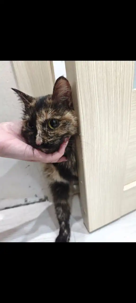 Найдена кошечка в районе Ватутино