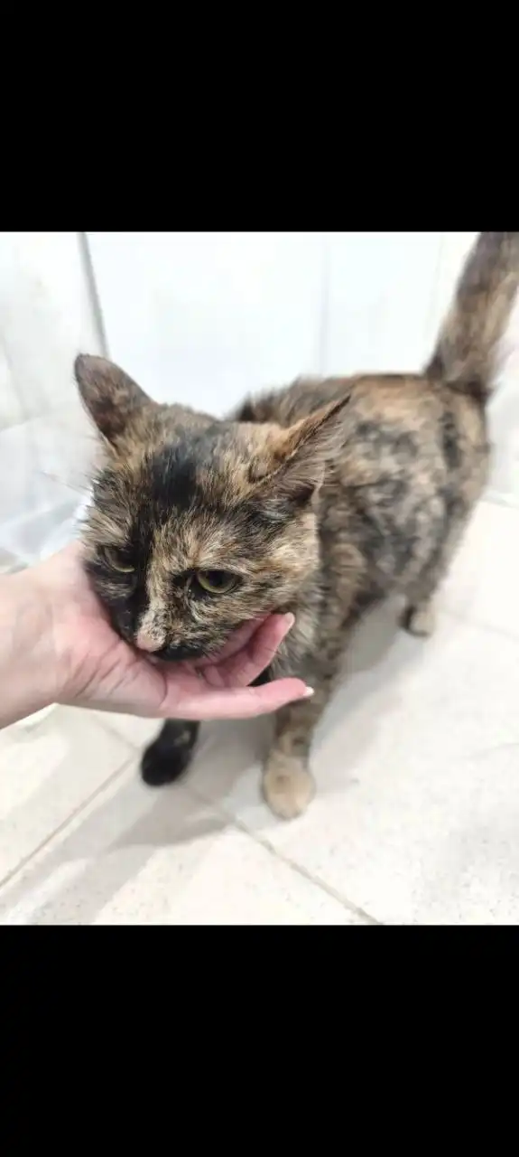 Найдена кошечка в районе Ватутино