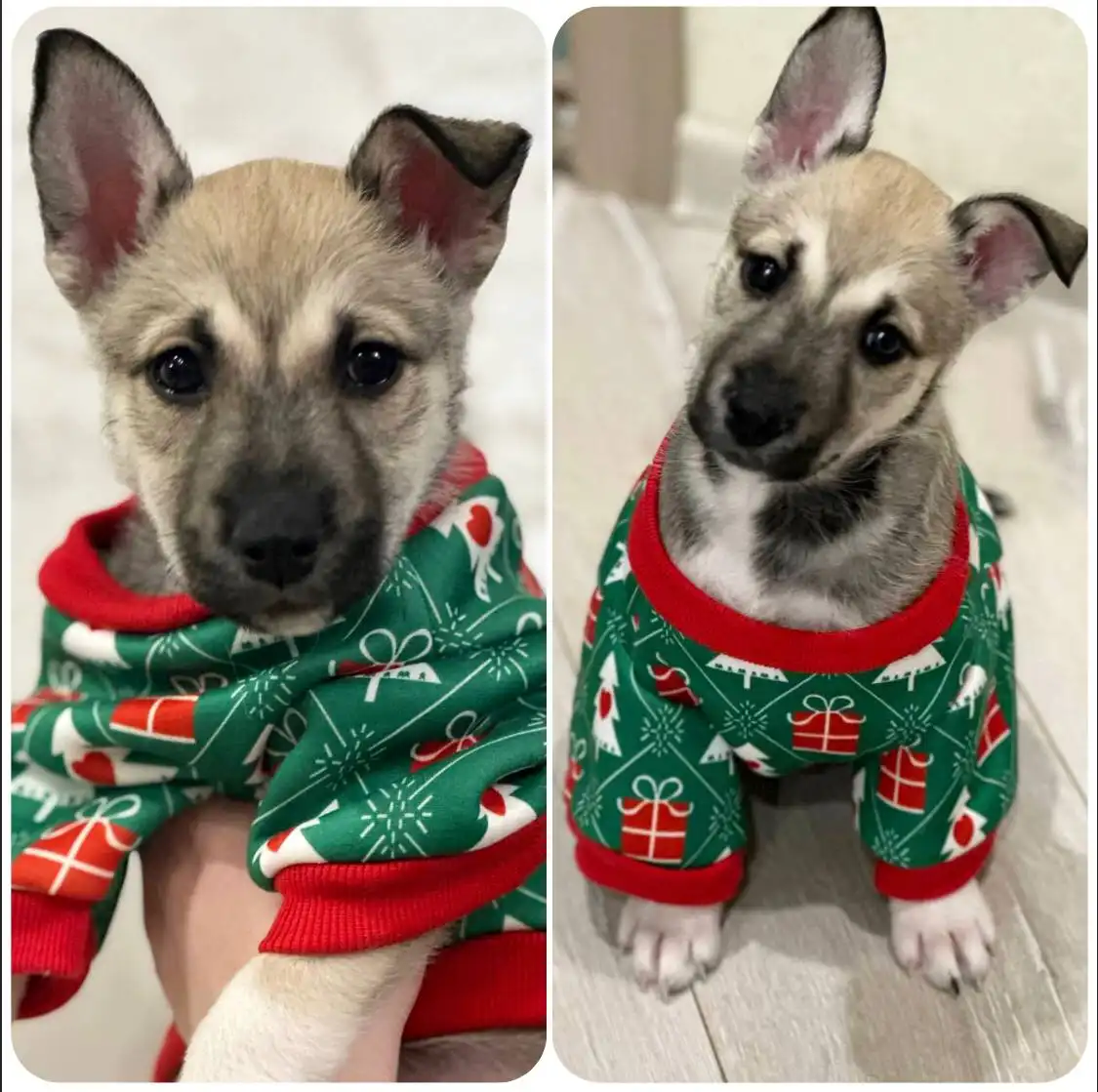 Котенок ищет дом