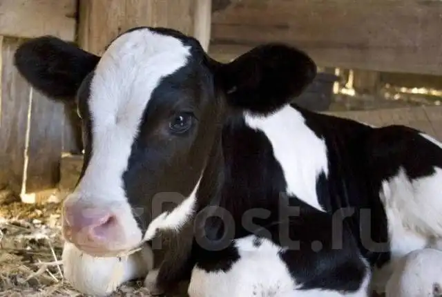 Куплю телят в Тюмени