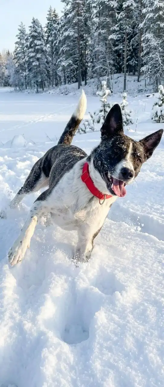 Ласка, возраст полтора года