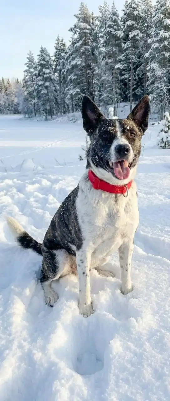 Ласка, возраст полтора года