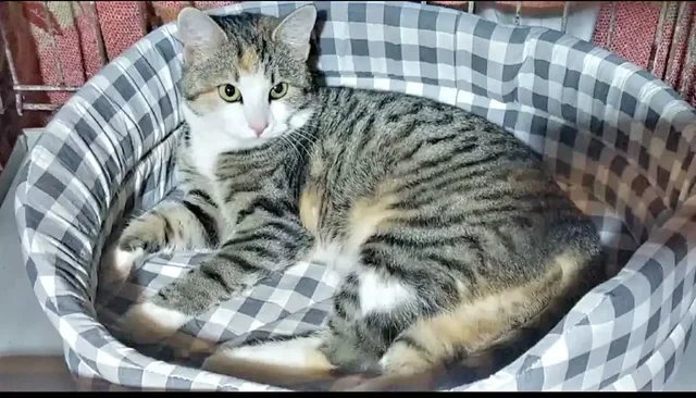 Молодая кошечка на улице - Кошки в Тюмень