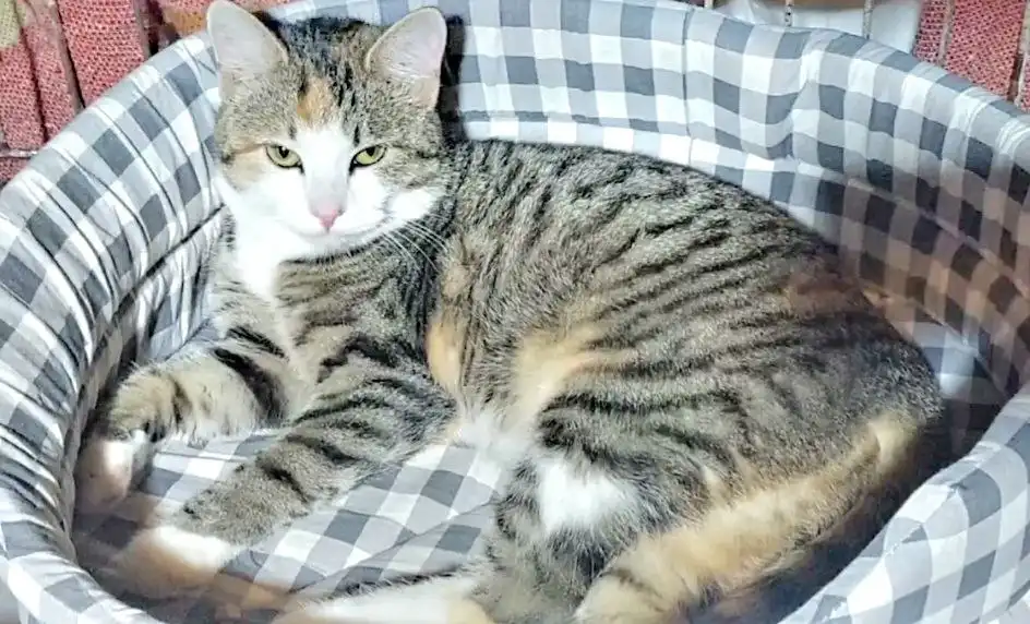 Молодая кошечка на улице - Кошки (Животные) в Тюмень