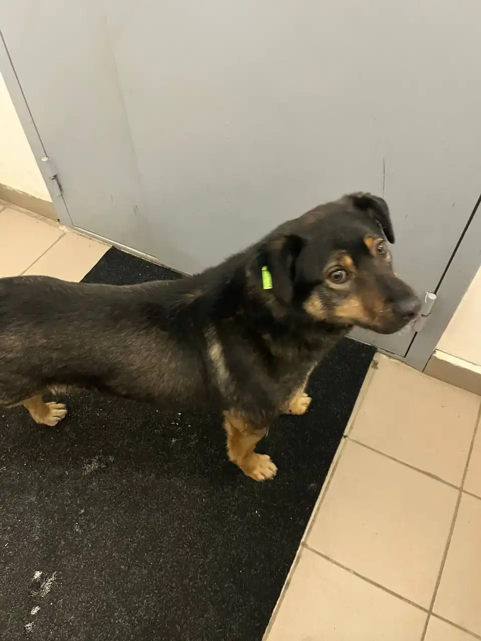 Барбос ищет хозяина - Собаки (Животные) в Тюмень