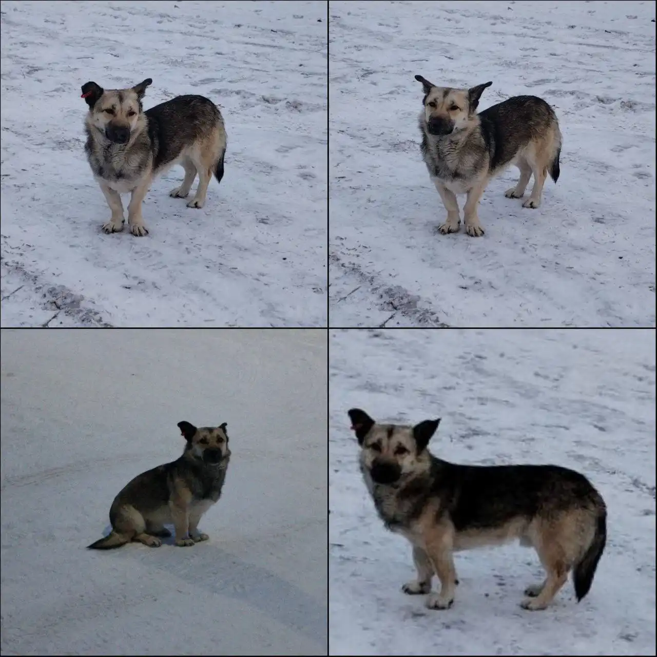 Срочно ищем дом для коротколапого пса в районе Лесобаза - Собаки (Животные) в Тюмень