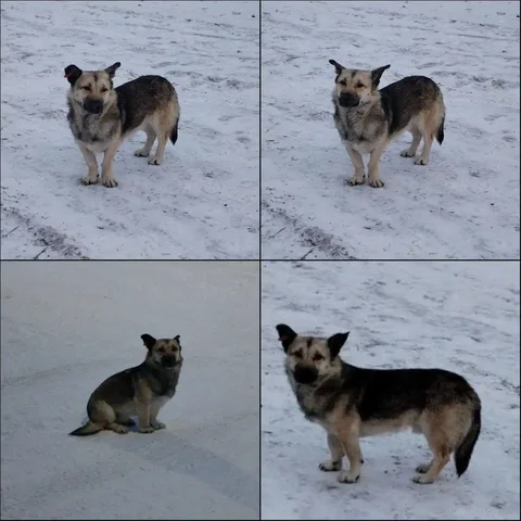 Срочно ищем дом для коротколапого пса в районе Лесобаза - Собаки в Тюмень