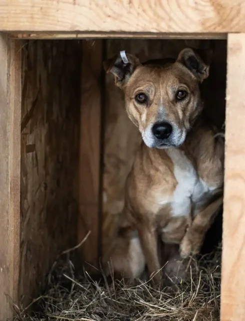 Девочка, до 40 см в холке ищет дом - Товары для животных в Тюмень