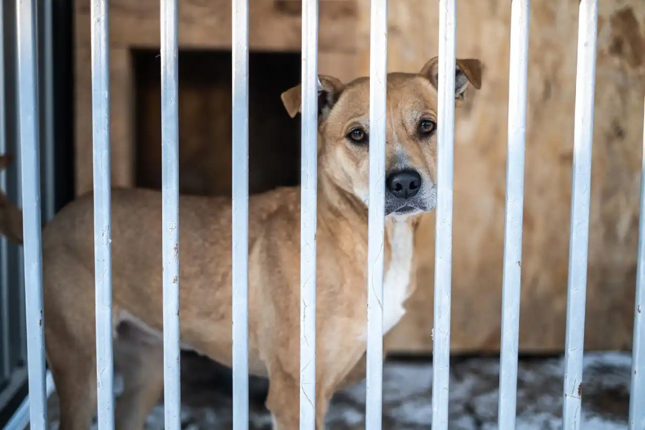 Девочка, до 40 см в холке ищет дом - Собаки (Животные) в Тюмень