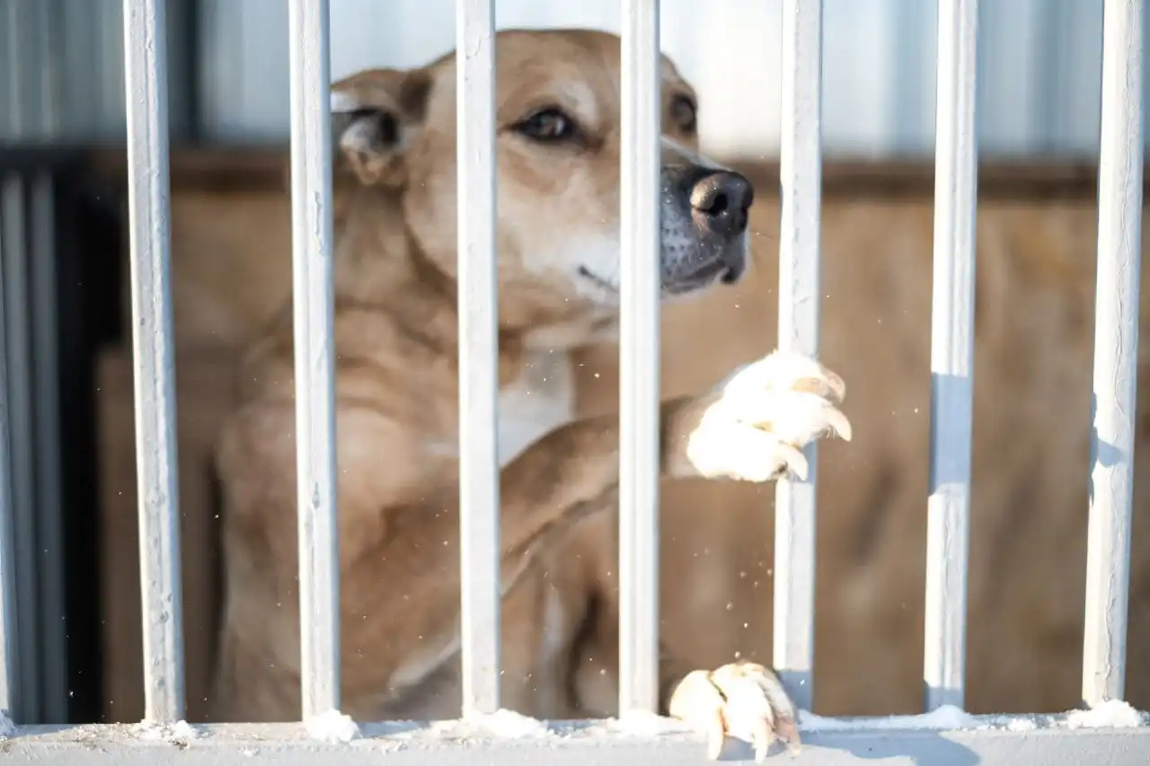 Девочка, до 40 см в холке ищет дом - Собаки (Животные) в Тюмень