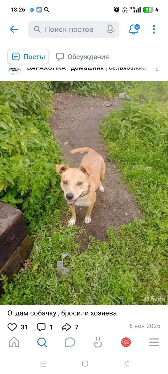 Девочка, до 40 см в холке ищет дом - Собаки (Животные) в Тюмень