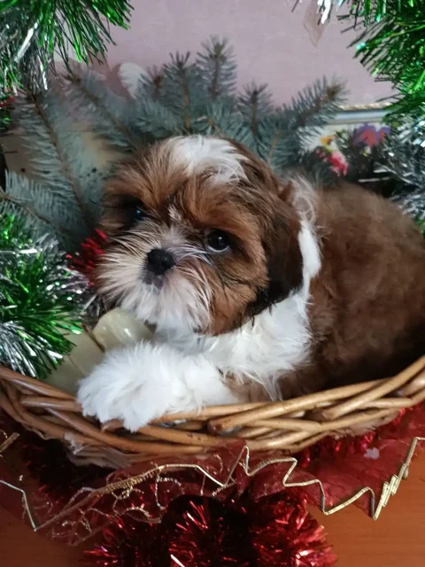 Щенки ши-тцу мальчики с документами РКФ - Товары для животных в Тюмень