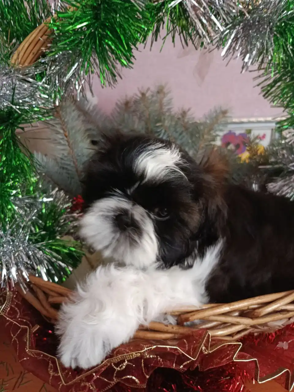 Щенки ши-тцу мальчики с документами РКФ - Собаки (Животные) в Тюмень