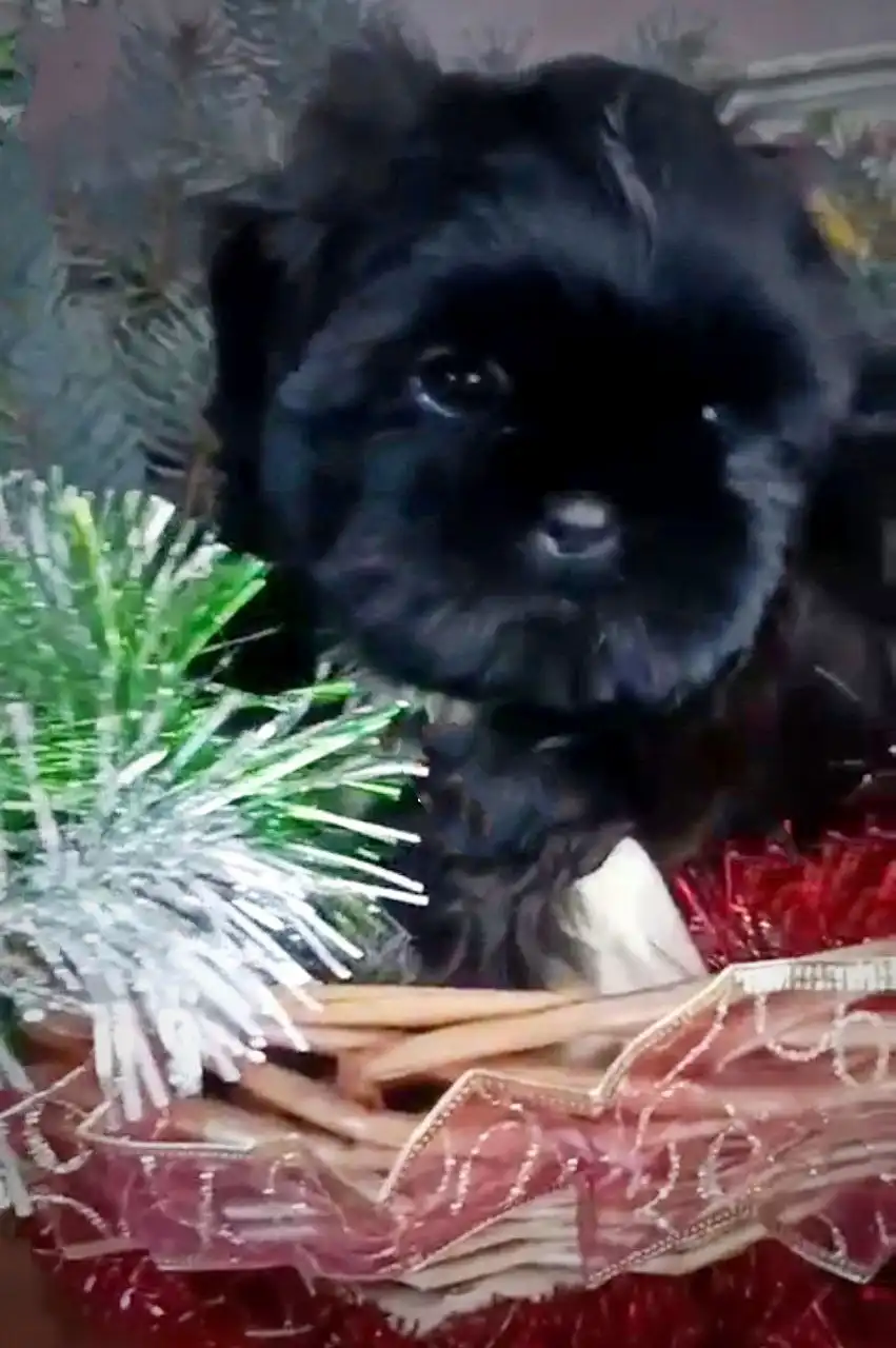 Щенки ши-тцу мальчики с документами РКФ - Собаки (Животные) в Тюмень