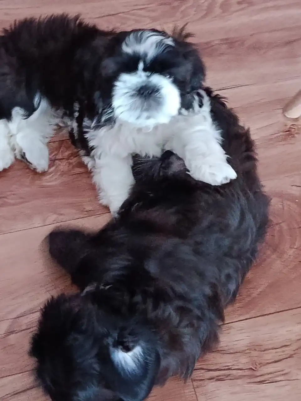 Щенки ши-тцу мальчики с документами РКФ - Собаки (Животные) в Тюмень