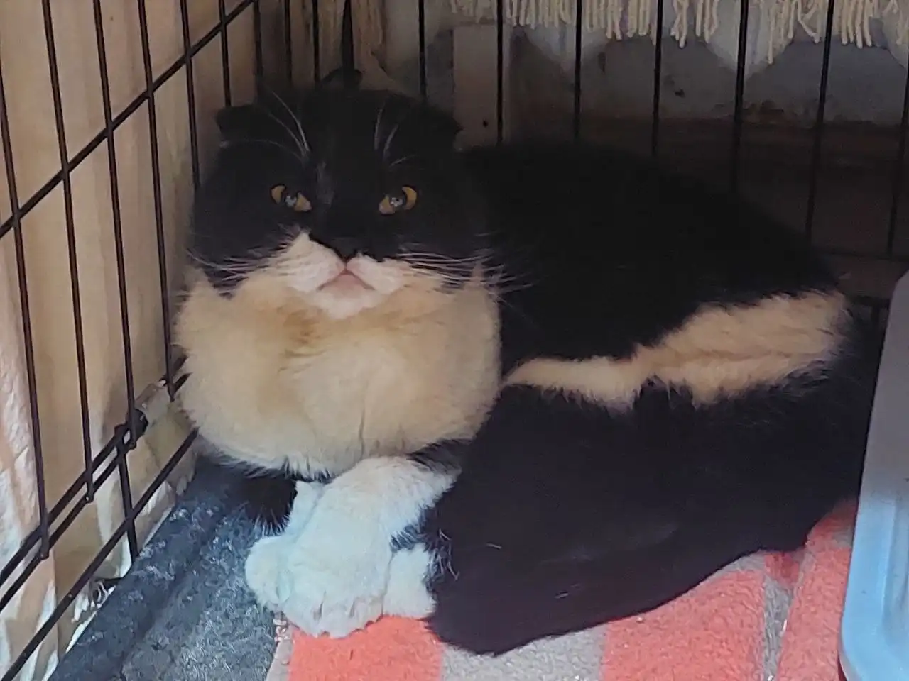 Плюшечка, примерный возраст 2-3 года, найдена на улице в мороз - Кошки (Животные) в Тюмень