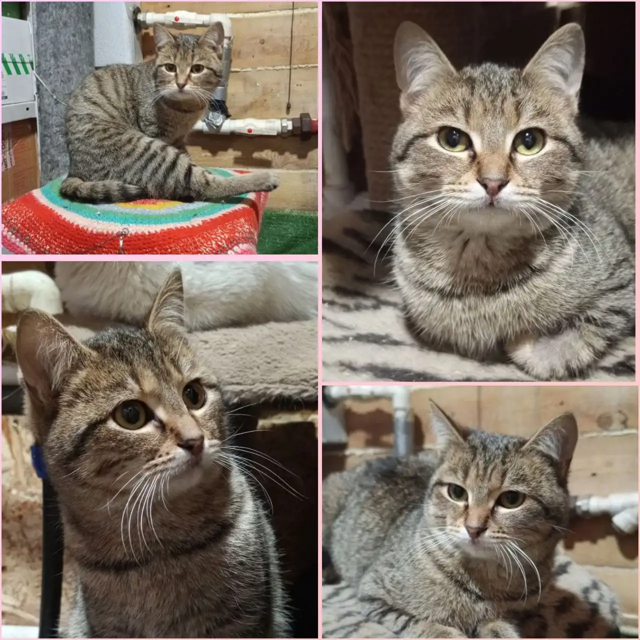 Котик Серёга ищет дом - Кошки (Животные) в Тюмень