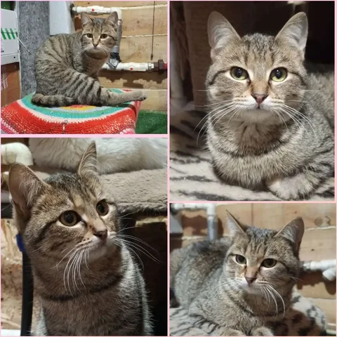 Котик Серёга ищет дом - частное объявление в Тюмень