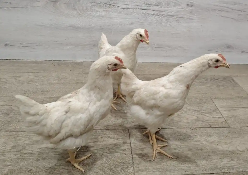 Продажа молодых петушков Ломан браун, Браун ник - Птицы (Животные) в Тюмень