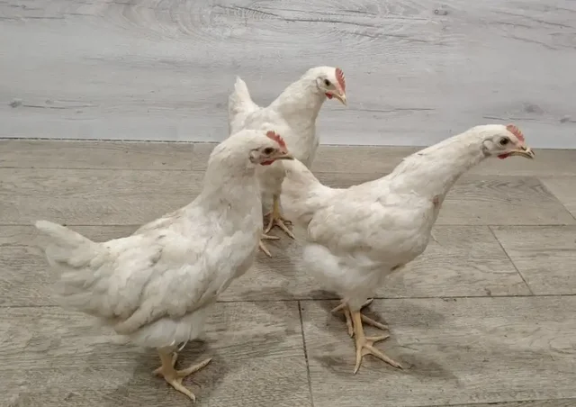 Продажа молодых петушков Ломан браун, Браун ник - Пропавшие животные в Тюмень