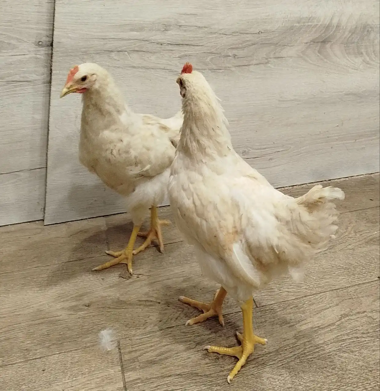 Продажа молодых петушков Ломан браун, Браун ник - Птицы (Животные) в Тюмень