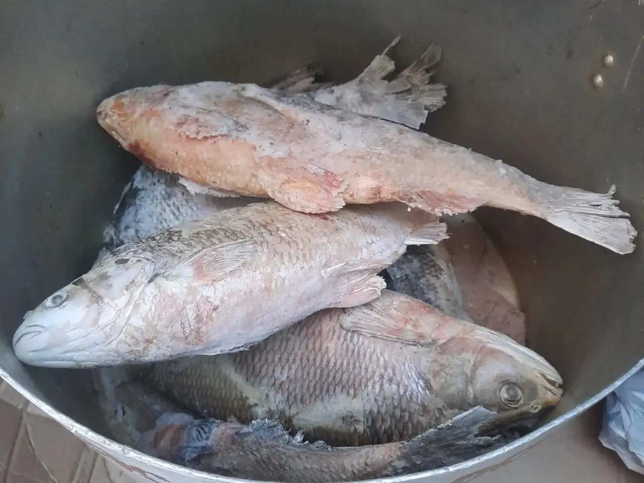 Продажа свежей речной рыбы - Продукты питания (Барахолка) в Тюмень