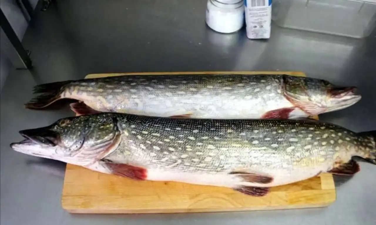 Продажа свежемороженой щуки (ЯНАО, вылов ноябрь-декабрь 2025) - Продукты питания (Барахолка) в Тюмень
