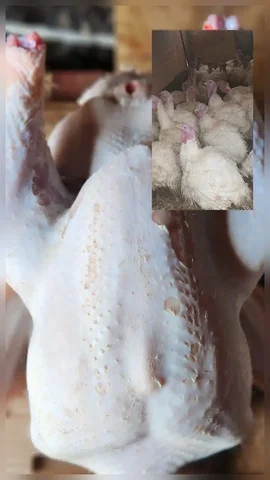 Продажа домашней индейки в Туши - Поиск людей в Тюмень