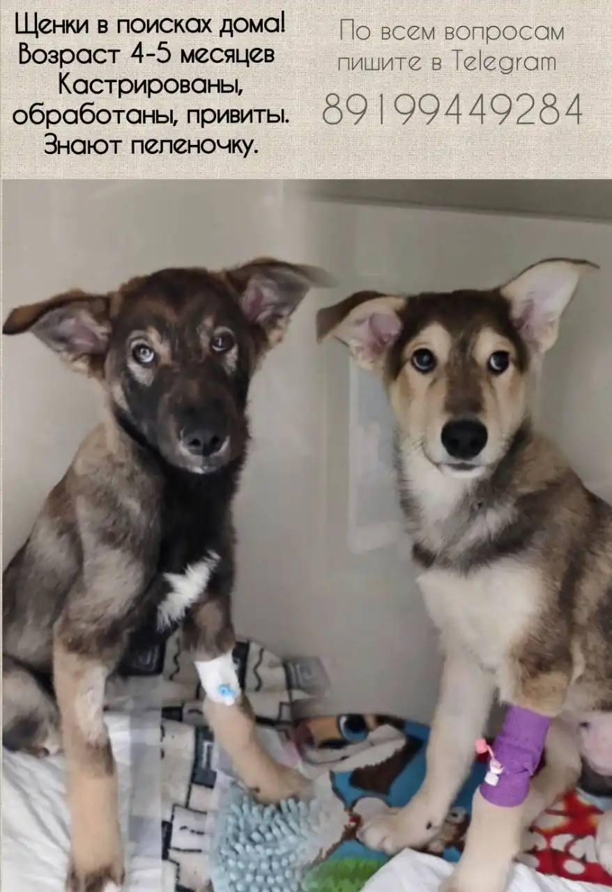 Продажа щенков в Тюмени - Собаки (Животные) в Тюмень