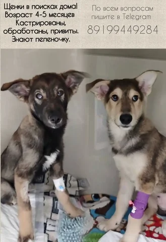 Продажа щенков в Тюмени - Собаки в Тюмень