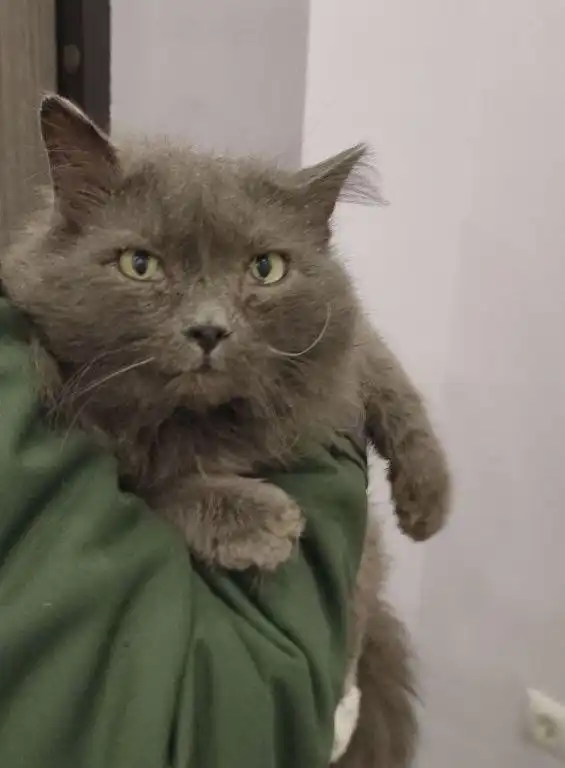 Кот породы Нибелунг ищет дом - Кошки (Животные) в Тюмень