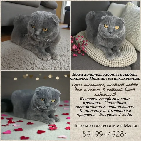 Объявление из Тюмени - Поиск людей в Тюмень