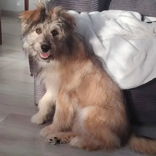 Лада - яркая, смышленая девочка ищет дом - Собаки в Тюмень