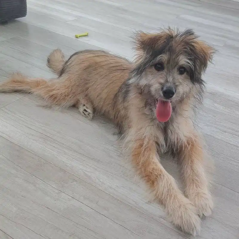 Лада - яркая, смышленая девочка ищет дом - Собаки (Животные) в Тюмень