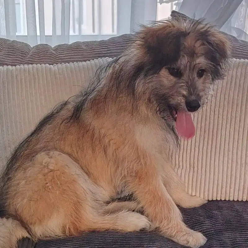 Лада - яркая, смышленая девочка ищет дом - Собаки (Животные) в Тюмень