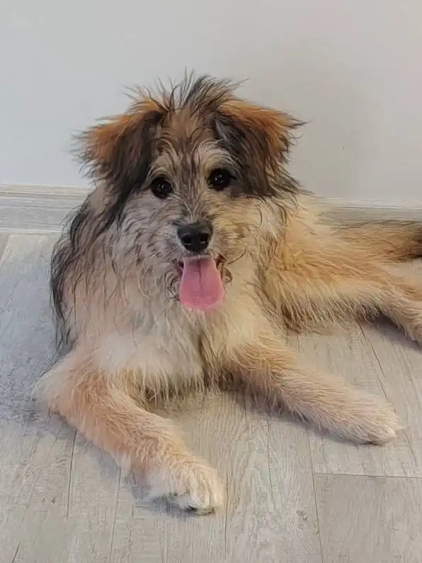 Лада - яркая, смышленая девочка ищет дом - Собаки (Животные) в Тюмень