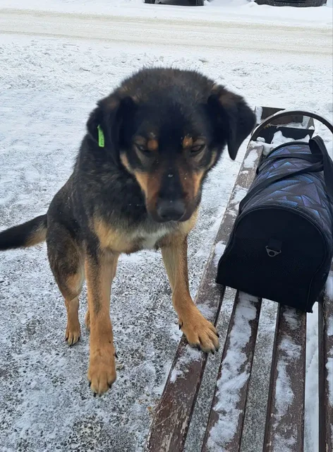 Адекватный мальчишка из приюта для души - Собаки в Тюмень